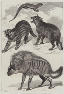 Nuove aggiunte alla collezione di animali della Società Zoologica